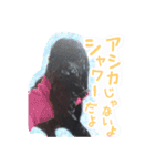 トイプードル ぱんくん（個別スタンプ：18）