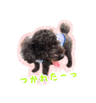 トイプードル ぱんくん（個別スタンプ：19）