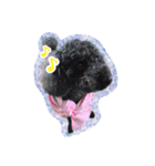 トイプードル ぱんくん（個別スタンプ：23）
