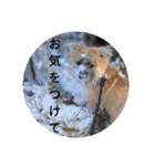 ピースandシオン（個別スタンプ：10）