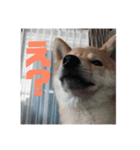 ラム、まめ！（個別スタンプ：1）