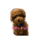 茶々丸 トイプードル（個別スタンプ：5）