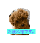 茶々丸 トイプードル（個別スタンプ：6）