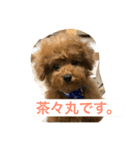 茶々丸 トイプードル（個別スタンプ：7）