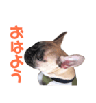 僕の名はトッティ（個別スタンプ：5）