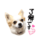 チワワのみるく君スタンプ2（個別スタンプ：1）