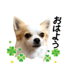 チワワのみるく君スタンプ2（個別スタンプ：3）