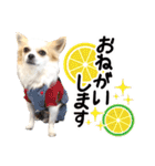 チワワのみるく君スタンプ2（個別スタンプ：4）
