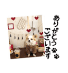 チワワのみるく君スタンプ2（個別スタンプ：9）