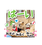 チワワのみるく君スタンプ2（個別スタンプ：10）