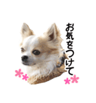 チワワのみるく君スタンプ2（個別スタンプ：13）
