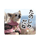 チワワのみるく君スタンプ2（個別スタンプ：14）