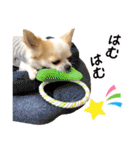 チワワのみるく君スタンプ2（個別スタンプ：24）