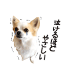 チワワのみるく君スタンプ2（個別スタンプ：27）