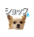 チワワのみるく君スタンプ2（個別スタンプ：30）