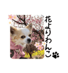 チワワのみるく君スタンプ2（個別スタンプ：40）