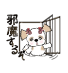 シーズー犬(リボンつけたよ♡) Vol.24（個別スタンプ：3）