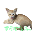 茶トラのおこげ（個別スタンプ：2）