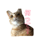 茶トラのおこげ（個別スタンプ：3）