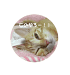 茶トラのおこげ（個別スタンプ：18）