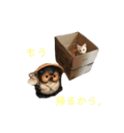 茶トラのおこげ（個別スタンプ：20）