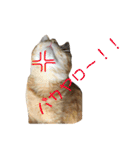 茶トラのおこげ（個別スタンプ：25）