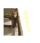 茶トラのおこげ（個別スタンプ：26）