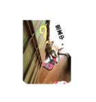 茶トラのおこげ（個別スタンプ：28）