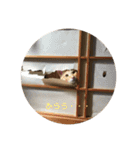 茶トラのおこげ（個別スタンプ：29）