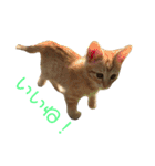 茶トラのおこげ（個別スタンプ：32）