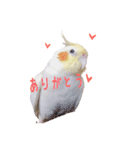 オカメインコのゆずちゃん（個別スタンプ：1）