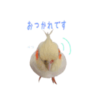 オカメインコのゆずちゃん（個別スタンプ：2）
