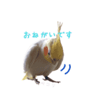 オカメインコのゆずちゃん（個別スタンプ：3）