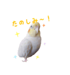 オカメインコのゆずちゃん（個別スタンプ：4）