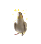 オカメインコのゆずちゃん（個別スタンプ：5）