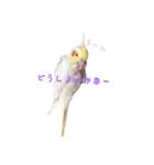 オカメインコのゆずちゃん（個別スタンプ：6）