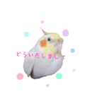 オカメインコのゆずちゃん（個別スタンプ：7）