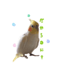 オカメインコのゆずちゃん（個別スタンプ：8）