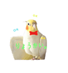 オカメインコのゆずちゃん（個別スタンプ：9）