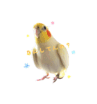 オカメインコのゆずちゃん（個別スタンプ：10）