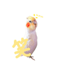 オカメインコのゆずちゃん（個別スタンプ：11）
