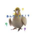 オカメインコのゆずちゃん（個別スタンプ：12）