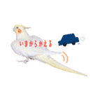 オカメインコのゆずちゃん（個別スタンプ：13）