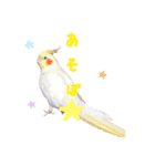 オカメインコのゆずちゃん（個別スタンプ：14）