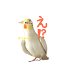 オカメインコのゆずちゃん（個別スタンプ：15）