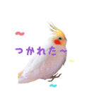 オカメインコのゆずちゃん（個別スタンプ：16）