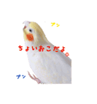 オカメインコのゆずちゃん（個別スタンプ：17）