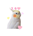 オカメインコのゆずちゃん（個別スタンプ：18）