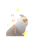 オカメインコのゆずちゃん（個別スタンプ：19）
