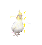 オカメインコのゆずちゃん（個別スタンプ：20）